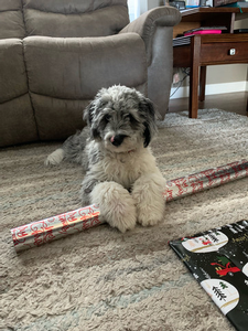 F1 Mini Aussiedoodle Banks of Star & Goose